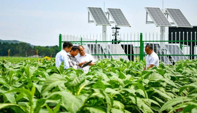 钻石(玫瑰细支)厂家批发，钻石(玫瑰细支)价格表一览