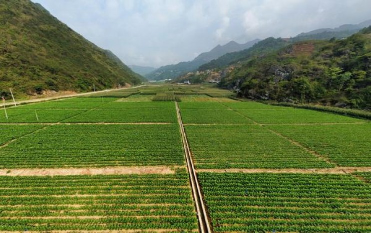 峰老大在泡茶香烟价格表2024 峰老大在泡茶价格查询 