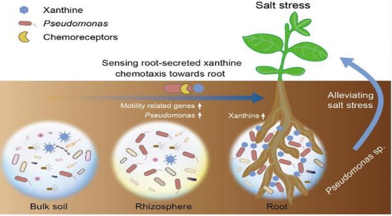维京蓝莓爆珠多少钱一包？维京蓝莓爆珠价格查询 