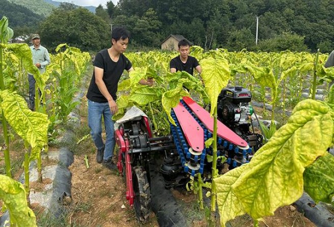 万宝路硬白金亚太GCC版多少钱一盒2024？万宝路硬白金亚太GCC版价格表一览 