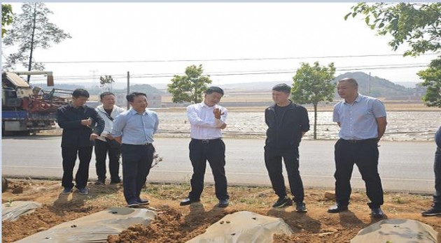 黄鹤楼(宝相绿1mg)一手厂家，黄鹤楼(宝相绿1mg)价格表和图片