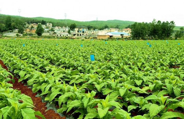 真龙软赞歌多少钱一包？真龙软赞歌价钱批发 