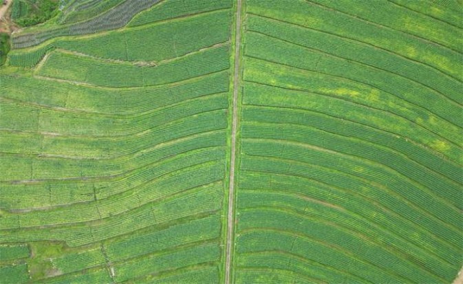 蓝星(水蜜桃)香烟价格 蓝星(水蜜桃)香烟价格表2025 