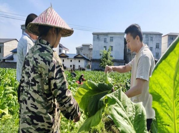 白沙(鹤彩)厂家，白沙(鹤彩)多少钱一包2024？