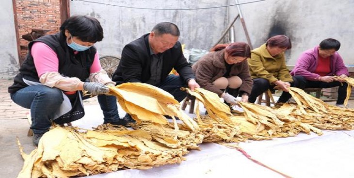 七星黑标日免版价格表一览 七星黑标日免版价格表图一览表 