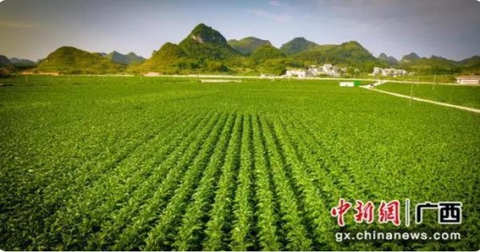 兰州飞天花径中支价格表图一览表 兰州飞天花径中支价格表一览 