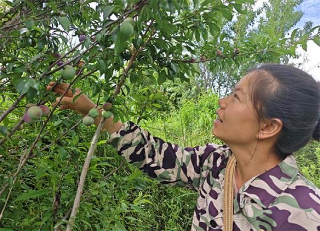 黄金叶(小天叶)一手渠道，黄金叶(小天叶)价格查询