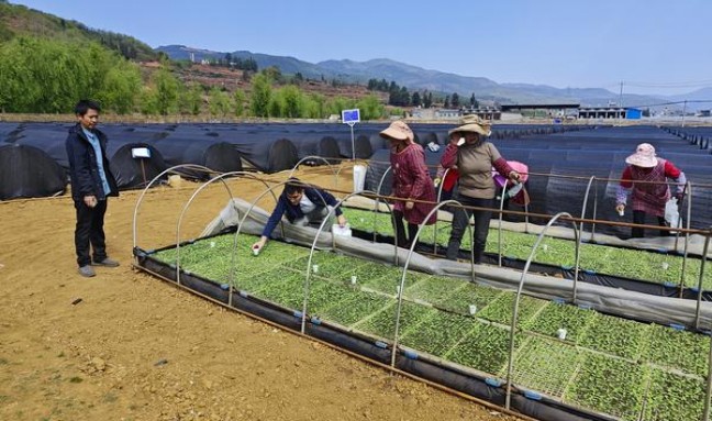 苏烟彩中香烟价格表2024 苏烟彩中多少钱一包？