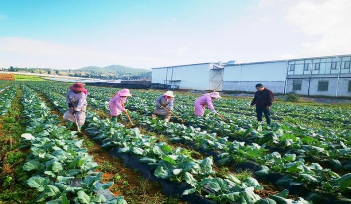 黑蜘蛛椰奶多少钱一包2024？黑蜘蛛椰奶多少钱一包2024？