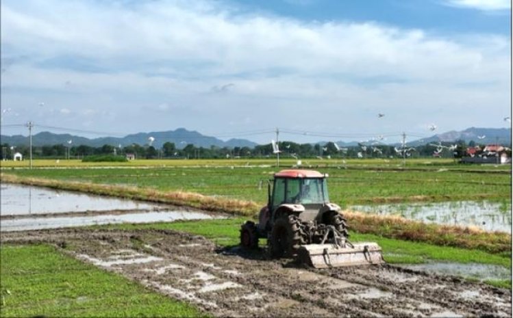 GEM(JONNEE软红LA)一手货源，GEM(JONNEE软红LA)多少钱一包？