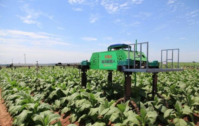 骆驼(镂空德税版)价格表和图片 骆驼(镂空德税版)价格表和图片 