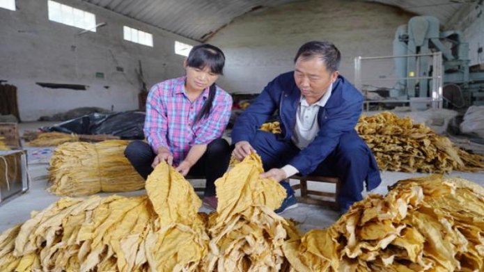 黄鹤楼(大湾区)一手批发，黄鹤楼(大湾区)价钱批发