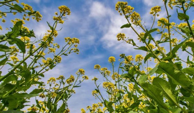 龙凤呈祥好运来多少钱一盒？龙凤呈祥好运来价格表和图片