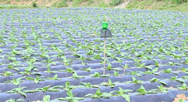 泰山黑JJ价格查询 泰山黑JJ价钱批发 