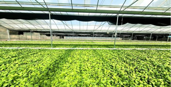 黑杰克青柠爆珠8mg日版什么价格？黑杰克青柠爆珠8mg日版香烟价格表2024 