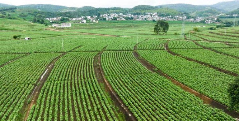 百乐门(100s日税版)一手价格，百乐门(100s日税版)价格表图一览表