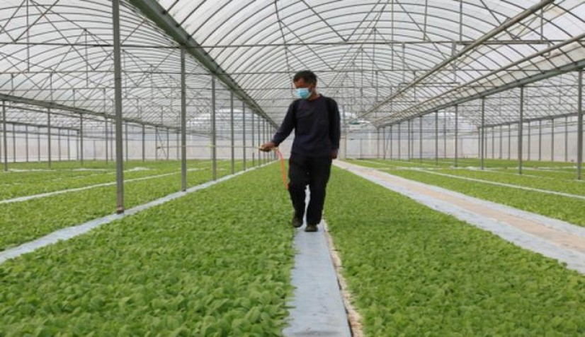 三五(金无嘴)多少钱一盒2025？三五(金无嘴)图片及价格 