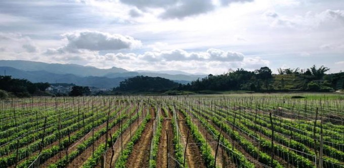 登喜路(软卡尔顿混合巴西版)厂家价格，登喜路(软卡尔顿混合巴西版)香烟价格表2024