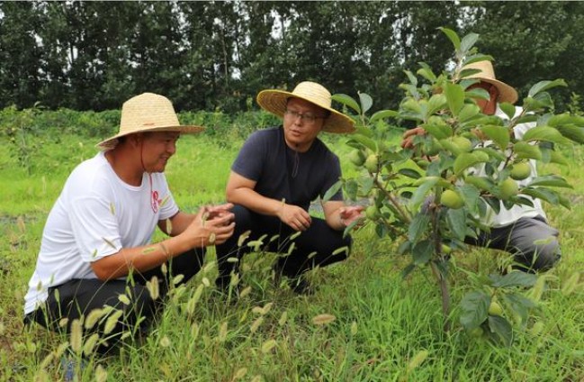 黄鹤楼(梯杷)批发多少钱？黄鹤楼(梯杷)价格表和图片