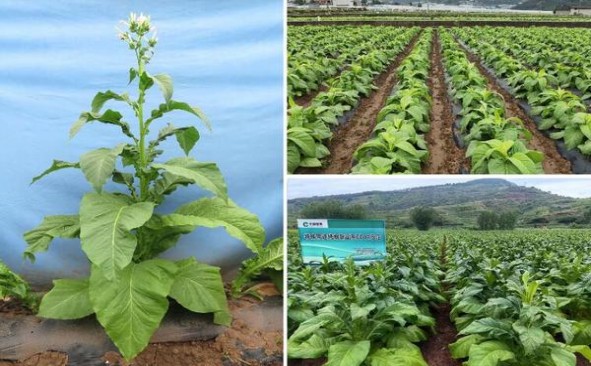 万宝路(硬白金2.0美税版)价格表和图片 万宝路(硬白金2.0美税版)多少钱一盒？