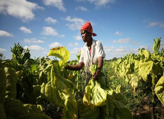 盐仓丁香(Signature薄荷日版)厂家直销，盐仓丁香(Signature薄荷日版)价格表图一览表