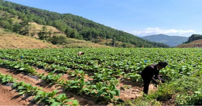 RAISON(black korea 1mg)价格表和图片 RAISON(black korea 1mg)价格表图一览表 