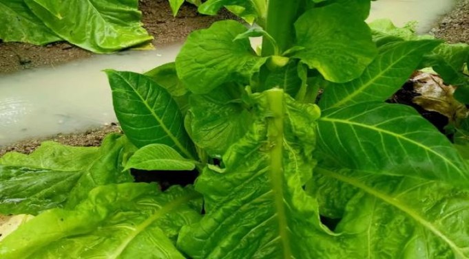 本森(硬绿薄荷)厂家，本森(硬绿薄荷)香烟价格表2024