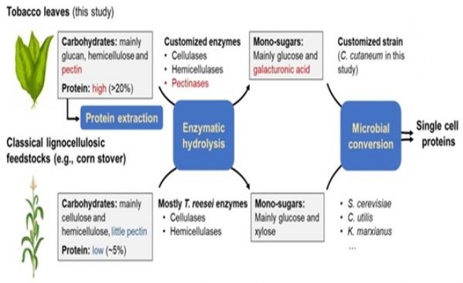 云烟时光码头香烟价格表2024 云烟时光码头多少钱一包2024？