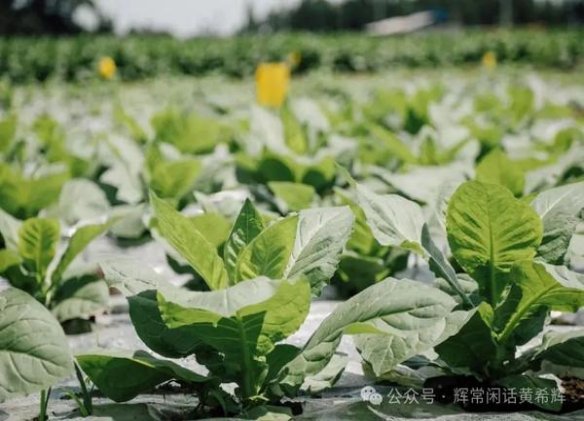 本森(欧盟免税)厂家批发，本森(欧盟免税)价钱批发