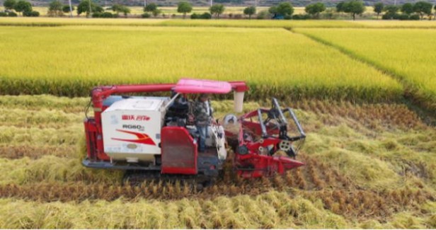 长寿黄 台湾版多少钱一包？长寿黄 台湾版价格表图一览表 