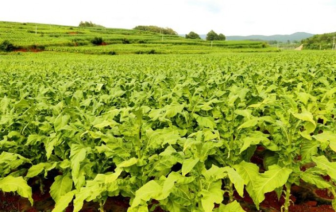 土楼1575金中支多少钱一包2024？土楼1575金中支价格表图一览表 