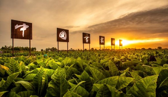 兰州硬如意价格表和图片兰州硬如意多少钱一包？