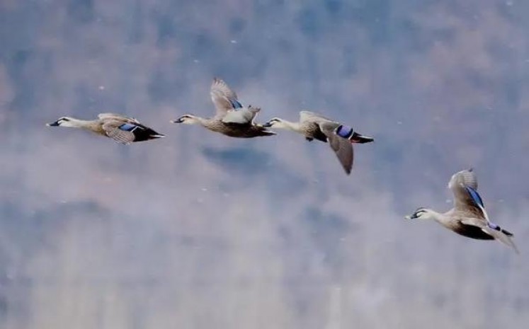 登喜路硬红韩版价格表和图片登喜路硬红韩版香烟价格表2024 