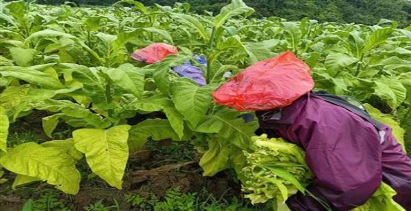 泰山(皇家礼炮21响)批发价格是多少？泰山(皇家礼炮21响)2026价格