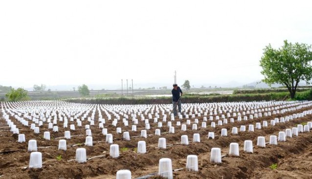 中华(硬阿根廷版)批发价格是多少？中华(硬阿根廷版)多少钱一包2026？